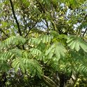 Albizia julibrissin